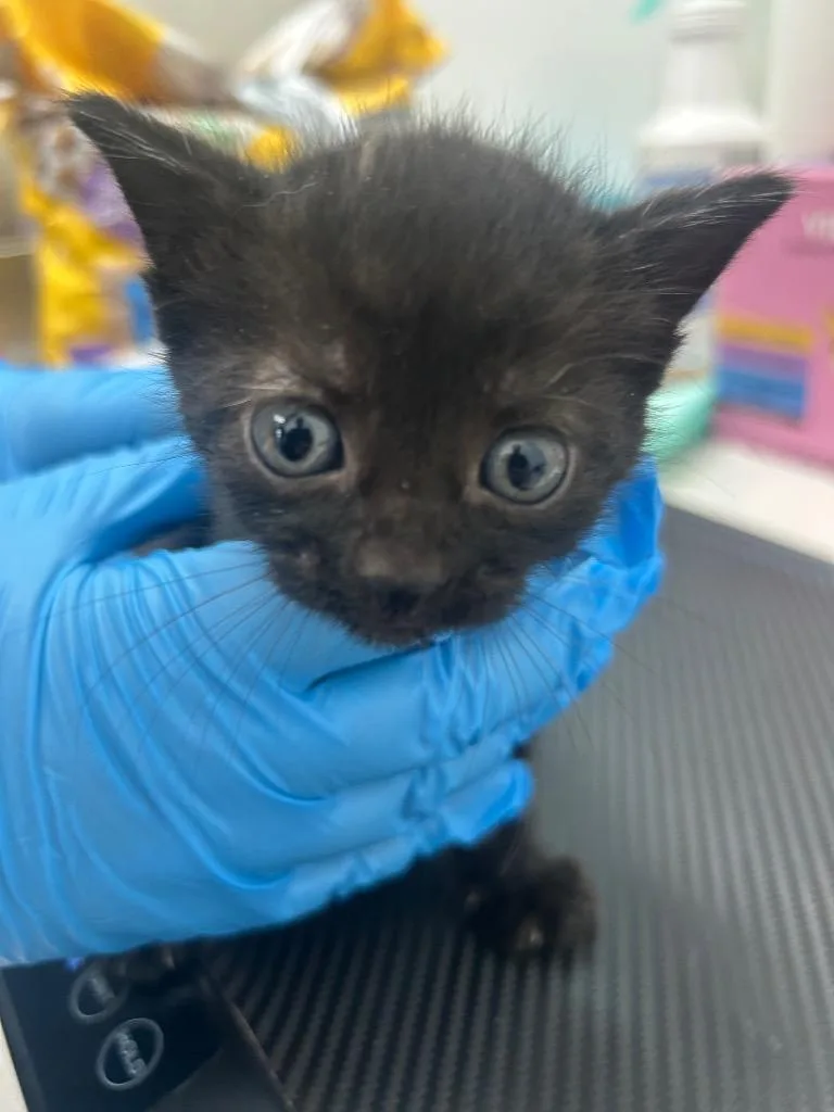 A baby small-sized male Domestic Short Hair cat named Thermos for adoption in Hartsville, SC