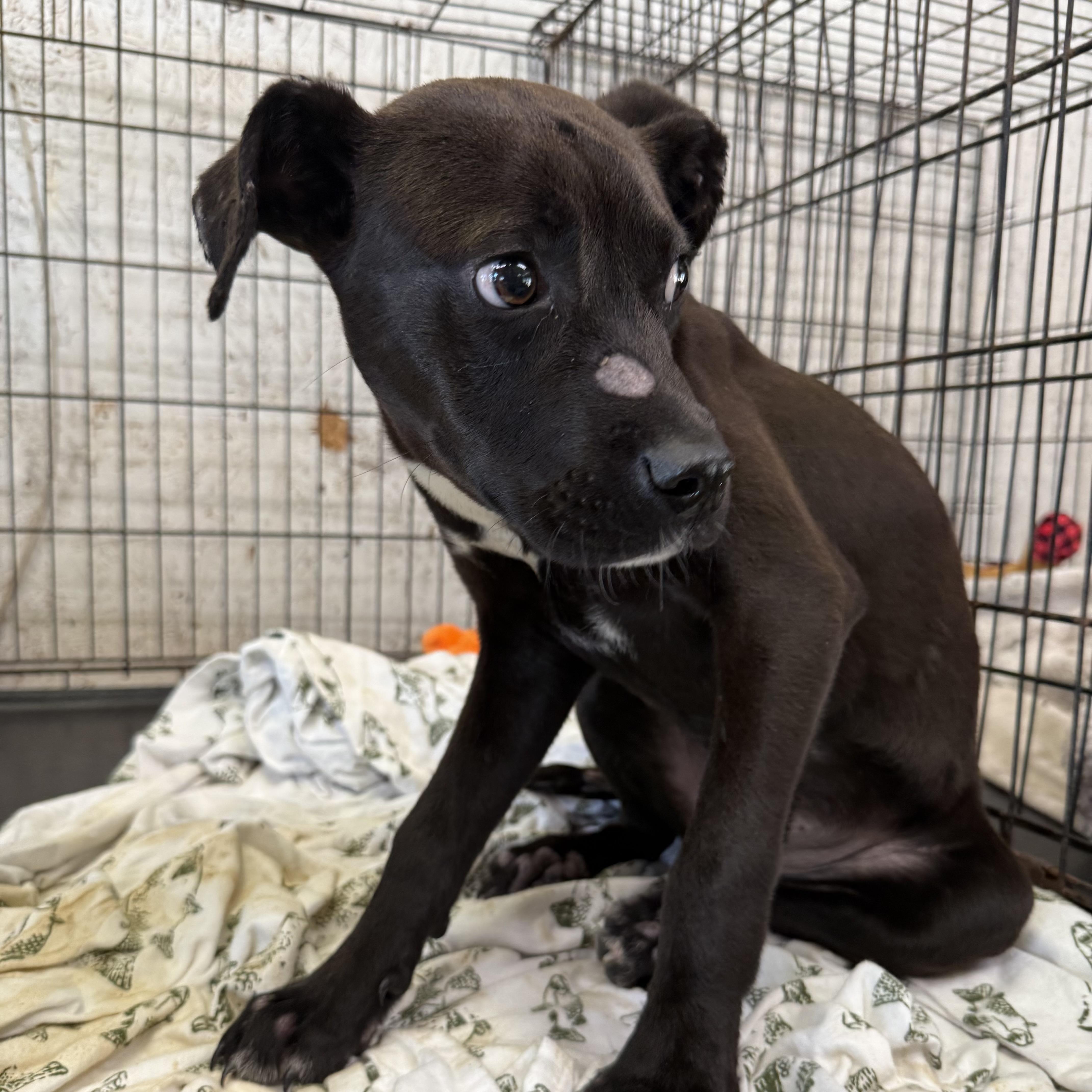 A young medium-sized male Pit Bull Terrier dog named Po for adoption in Columbia, SC