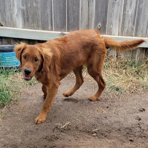 A baby medium-sized male Golden Retriever dog named Loki for adoption in Grand Island, NE