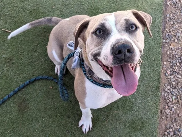 A young large-sized female Pit Bull Terrier dog named Joy for adoption in Phoenix, AZ