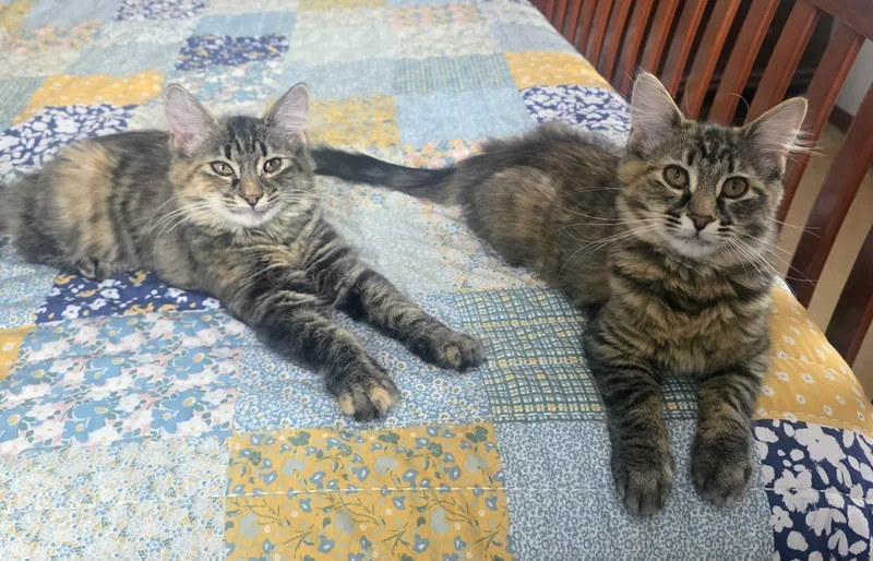 A young medium-sized female Domestic Long Hair cat named Hailey for adoption in Mechanicsburg, PA