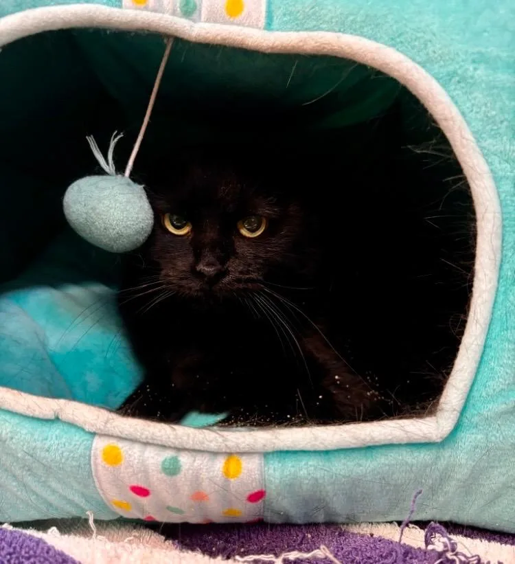An adult medium-sized female Domestic Short Hair cat named Midnight for adoption in Lima, OH
