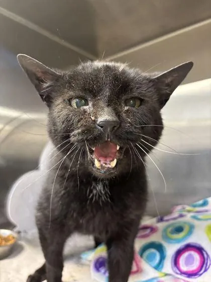 An adult large-sized male Domestic Short Hair cat named Hunt for adoption in Lafayette, IN