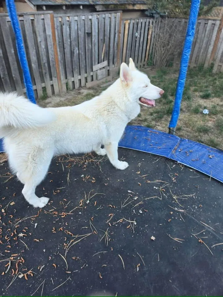 Duke