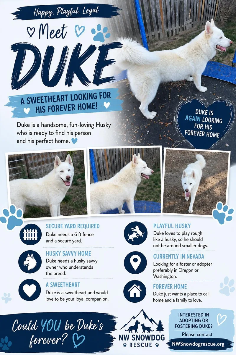 Duke thumbnail 2