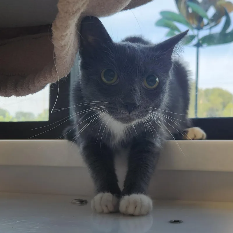 Mittens
