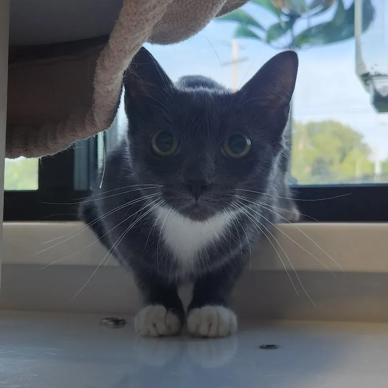 Mittens thumbnail 2