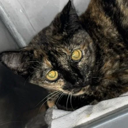 A baby medium-sized female Domestic Short Hair cat named Fredrika for adoption in Marble, NC