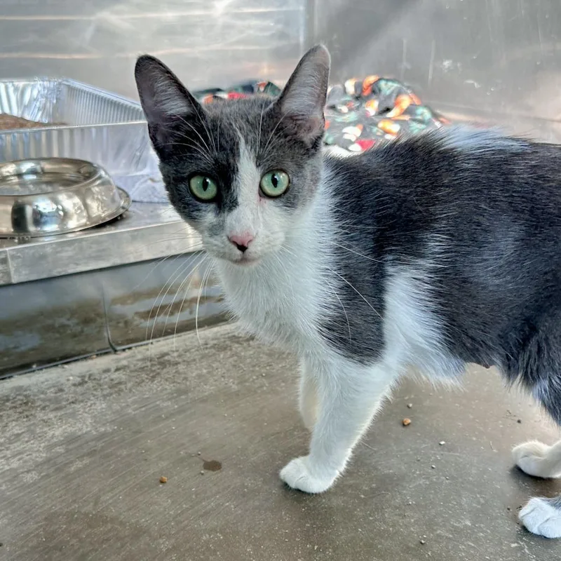 An adult medium-sized female Gray / Blue / Silver Domestic Short Hair cat named Leslie for adoption in Matteson, IL
