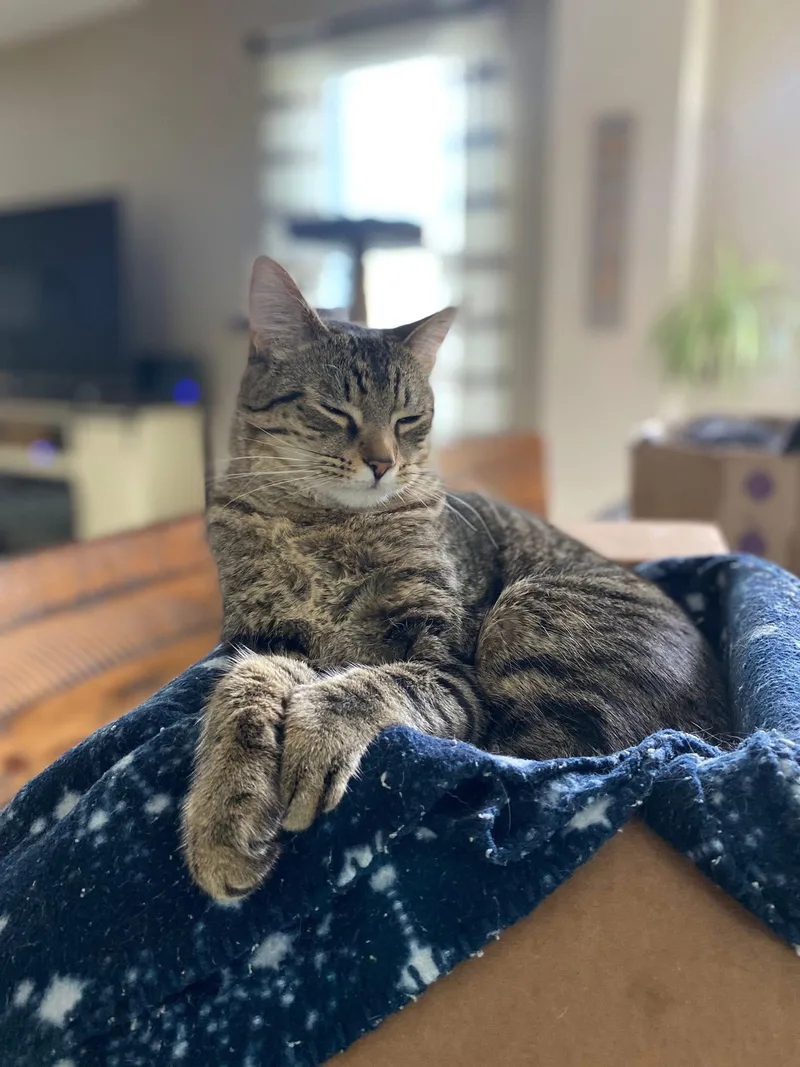 Timber & Ukulele thumbnail 2