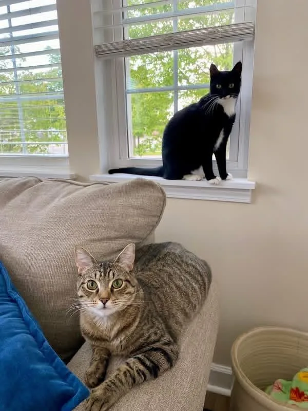 Timber & Ukulele thumbnail 5