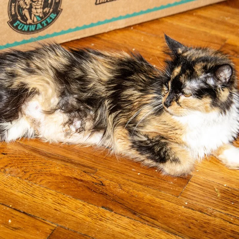An adult small-sized female Calico Domestic Medium Hair cat named Beauty for adoption in Wichita, KS