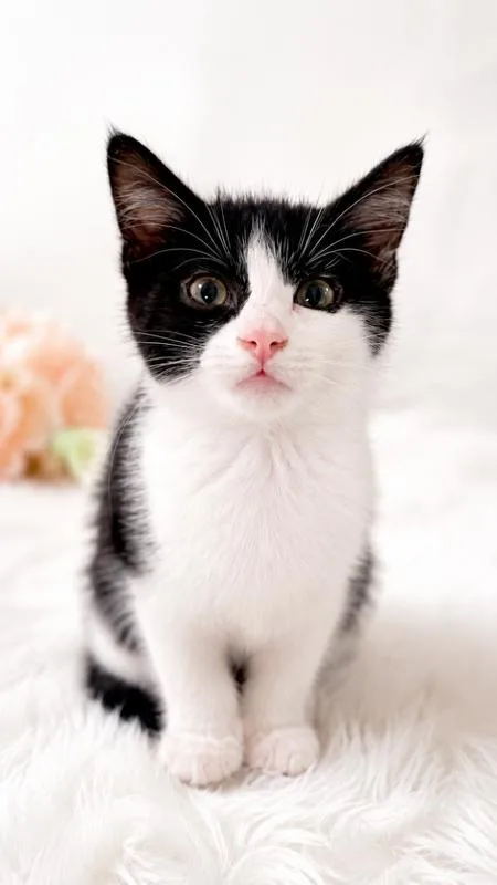 A baby medium-sized female Domestic Short Hair cat named Penny for adoption in Cuyahoga Falls, OH