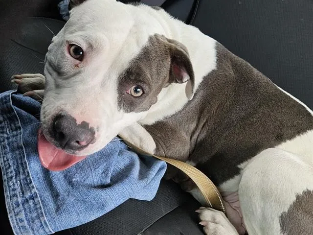 An adult medium-sized female Pit Bull Terrier dog named Missy Miss for adoption in Tucson, AZ