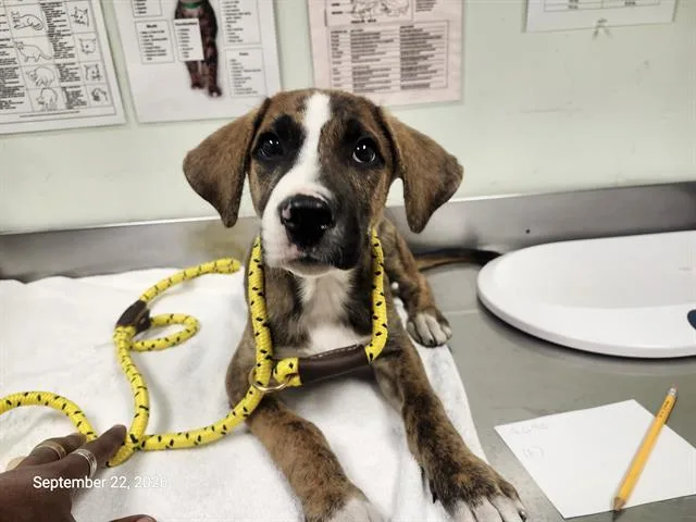 A baby small-sized female Boxer dog named Remy for adoption in Santa Cruz, CA