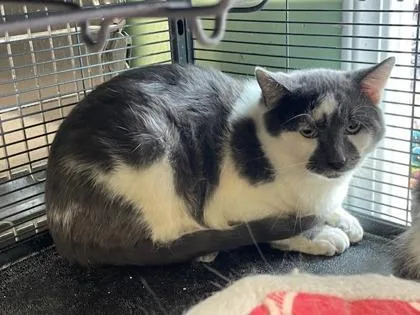 A baby small-sized male Domestic Short Hair cat named Wellbutrin for adoption in Pendleton, OR