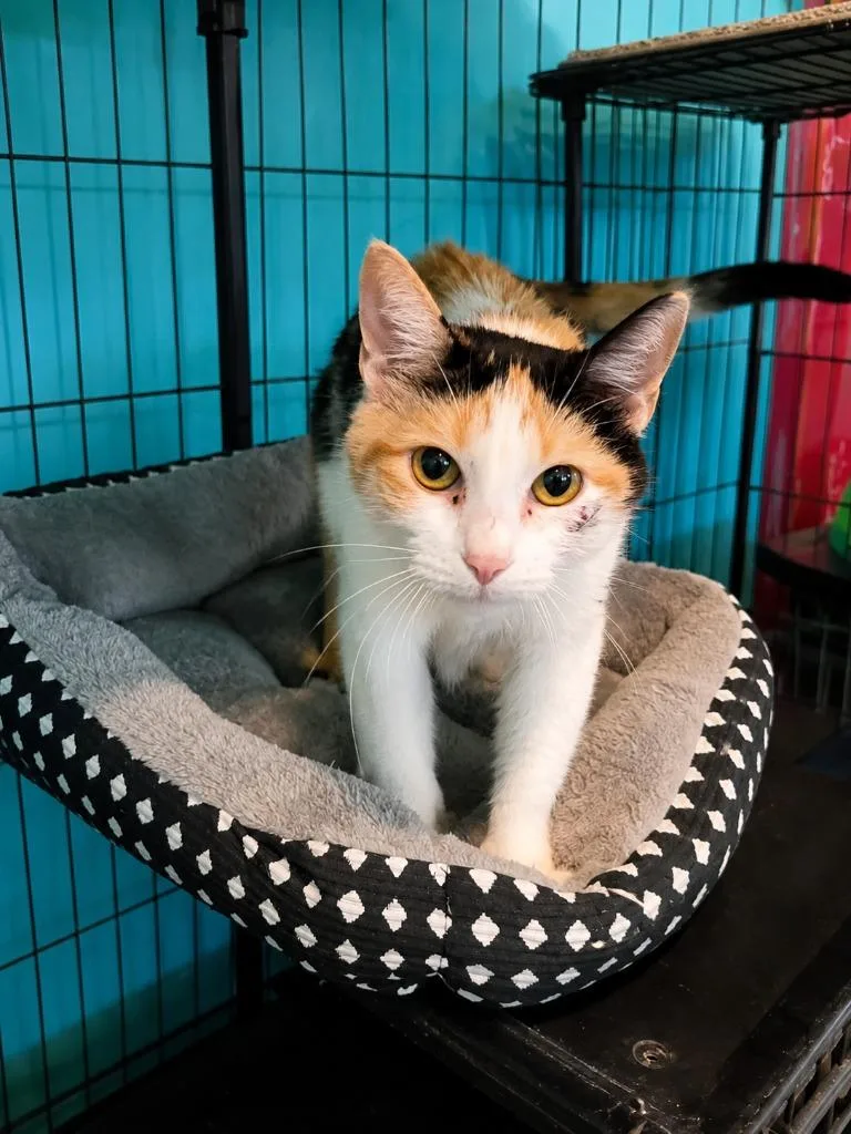A young large-sized female Domestic Short Hair cat named Liberty for adoption in Crocker, MO