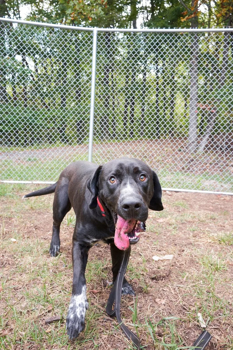 A young large-sized male Labrador Retriever dog named Teddy for adoption in Floyd, VA