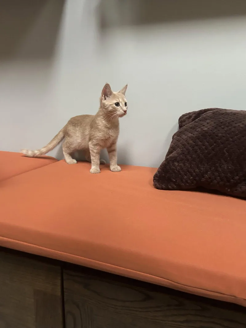 A baby medium-sized female Buff / Tan / Fawn Domestic Short Hair cat named Creamsicle for adoption in Trenton, NJ