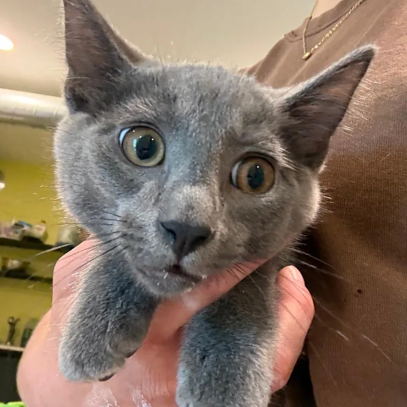 A baby small-sized male Orange / Red Domestic Short Hair cat named Jumba for adoption in West Des Moines, IA