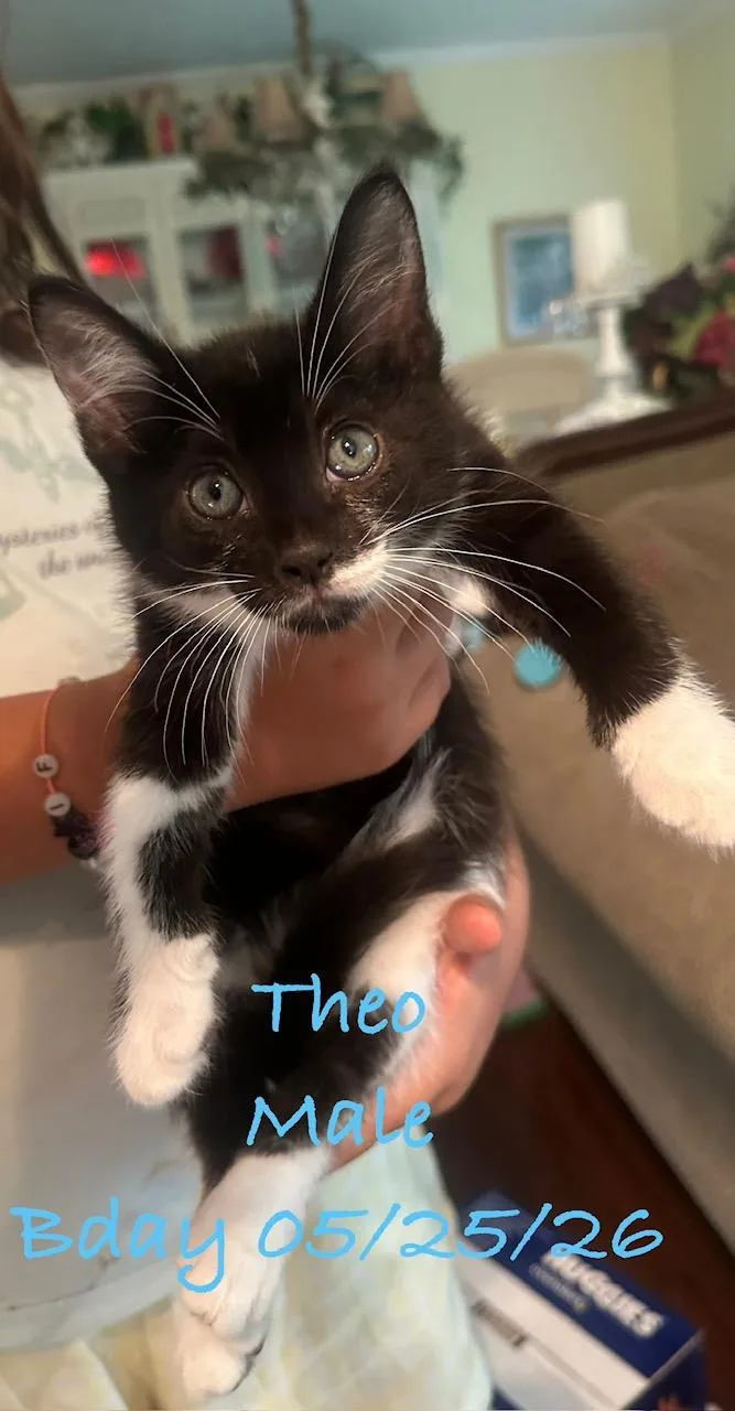 A baby small-sized male Black & White / Tuxedo Domestic Short Hair cat named Theo for adoption in Johnson City, TN