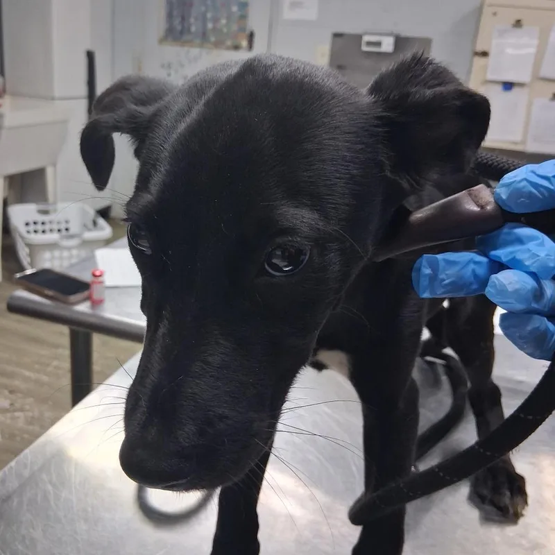 A baby small-sized male Black Shepherd dog named Tucker for adoption in Summerville, SC