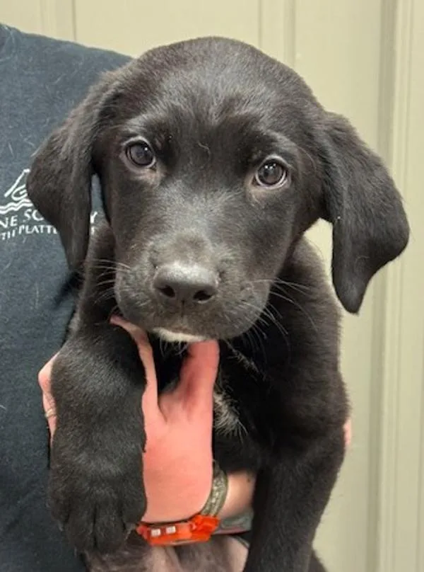 A baby medium-sized male Labrador Retriever dog named Care Bear for adoption in Littleton, CO