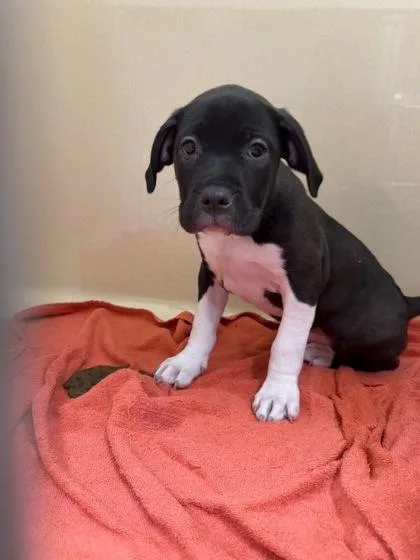 A baby small-sized female Pit Bull Terrier dog named Zoey for adoption in Pequot Lakes, MN