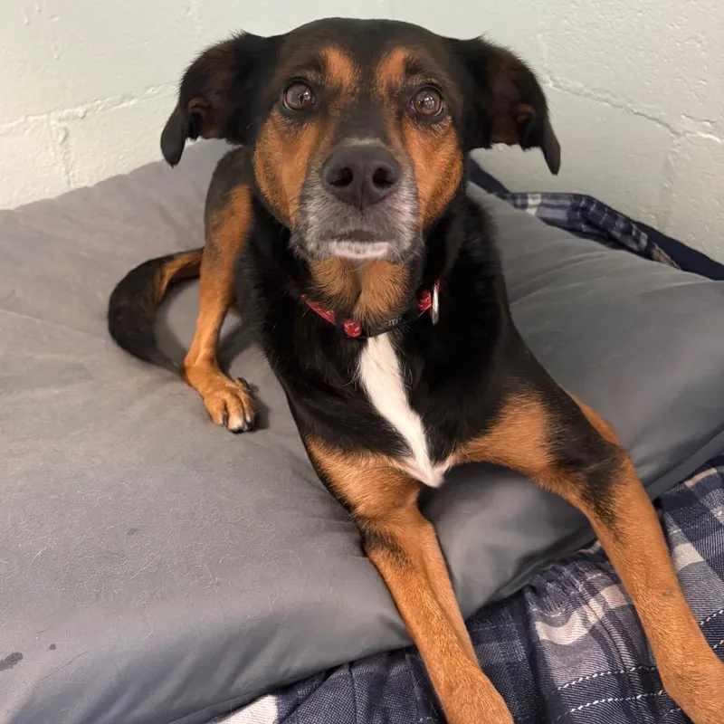 A senior medium-sized female Black Mixed Breed dog named Yaritzi for adoption in Tulsa, OK
