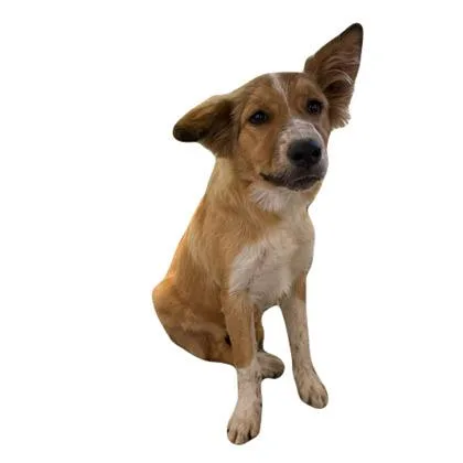 A baby medium-sized female Australian Shepherd dog named Farrah for adoption in Red Bluff, CA