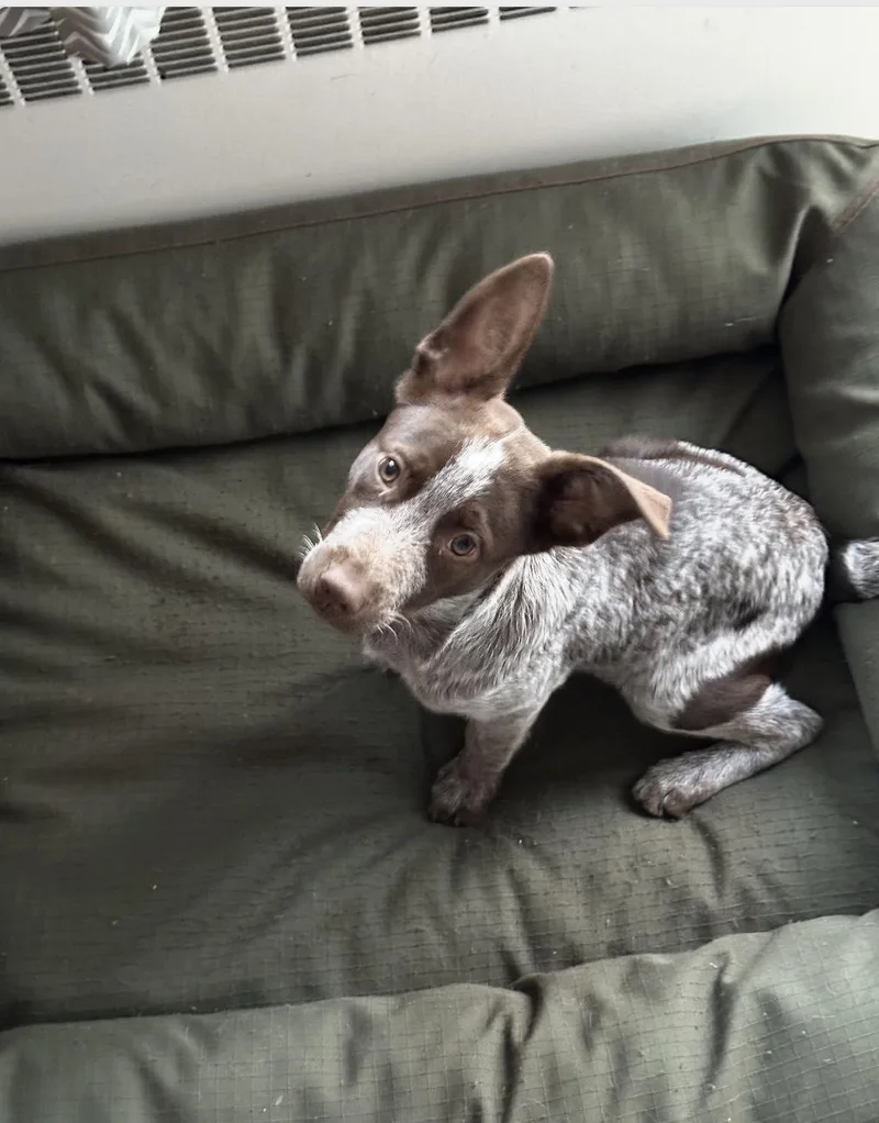 Lilah