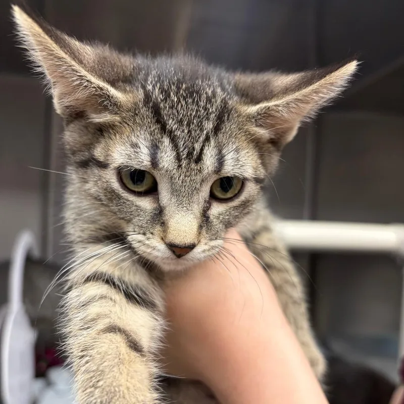 A baby small-sized female Brown / Chocolate Domestic Short Hair cat named Raya for adoption in Mentor, OH