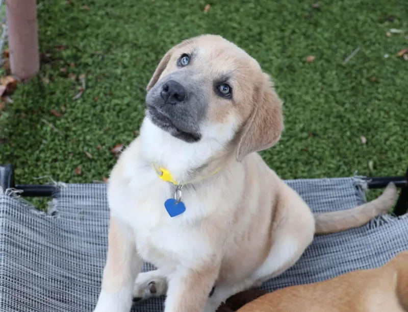 A baby large-sized female Hound dog named April for adoption in Southlake, TX