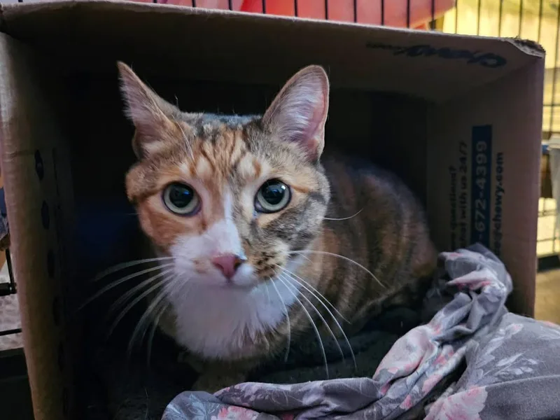 An adult medium-sized female Calico cat named Patches for adoption in Avondale, PA