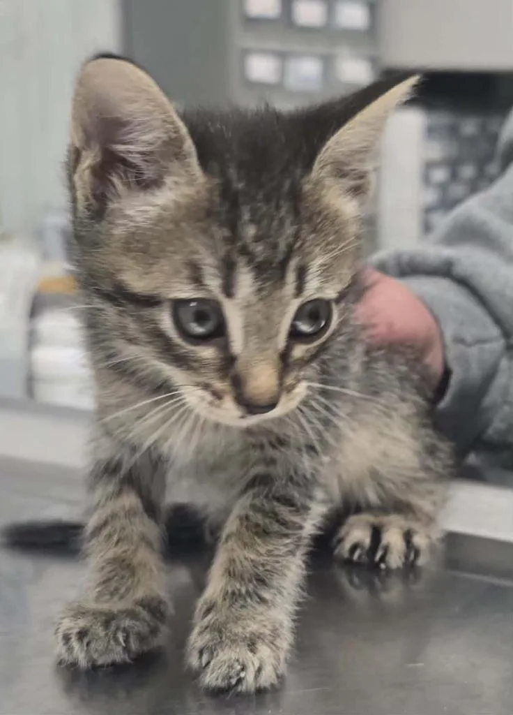 A baby small-sized female Domestic Short Hair cat named Tiny for adoption in Hillsdale, IN