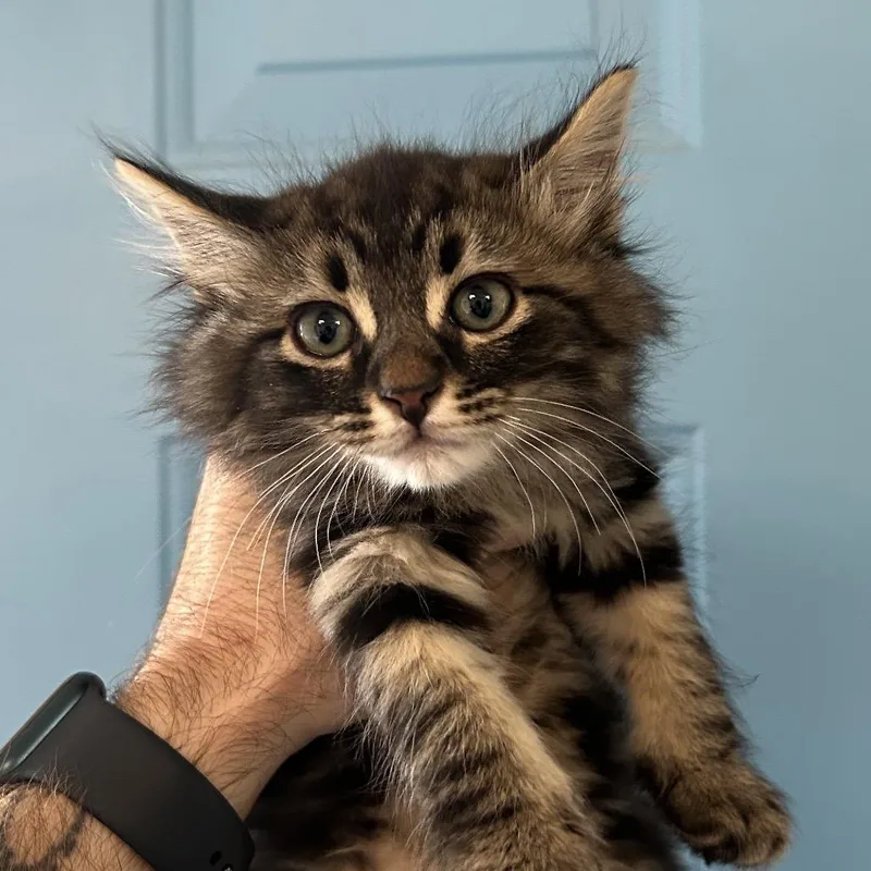 A baby small-sized male Brown / Chocolate Domestic Long Hair cat named Shine for adoption in Denver, CO