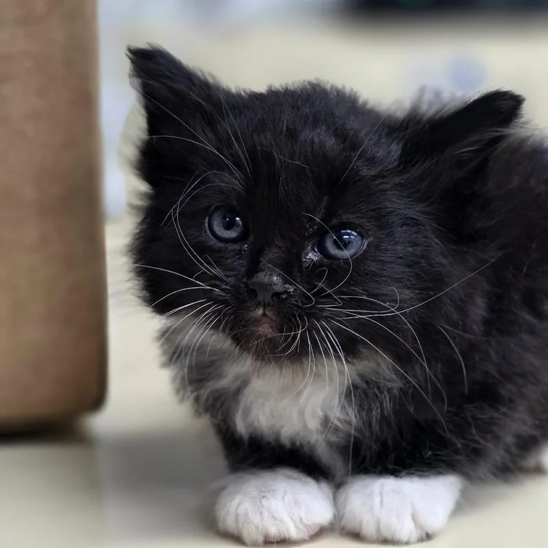 A baby small-sized male Domestic Long Hair cat named Felix for adoption in Buellton, CA