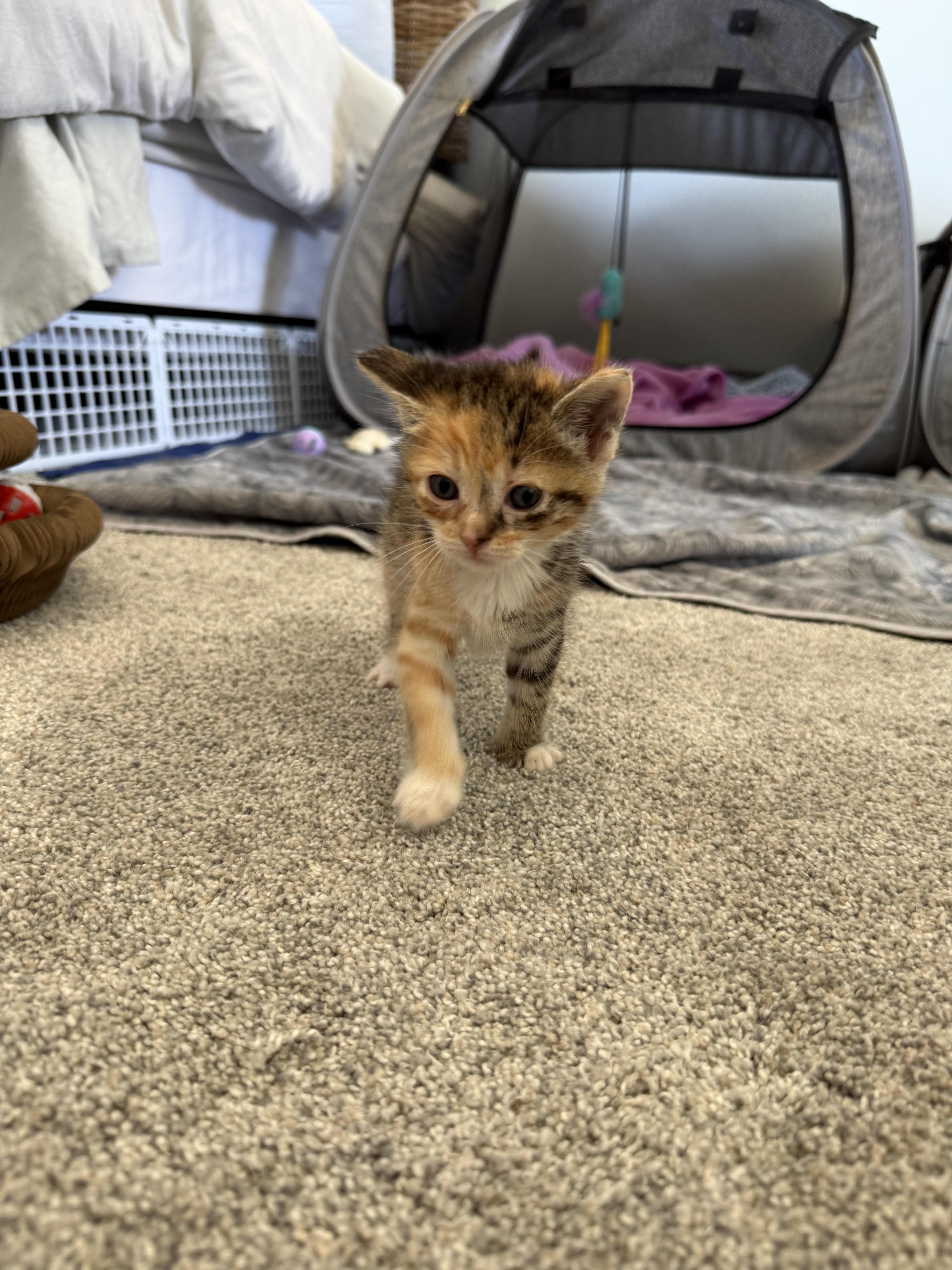A baby small-sized female Domestic Short Hair cat named Firefly for adoption in Long Beach, CA