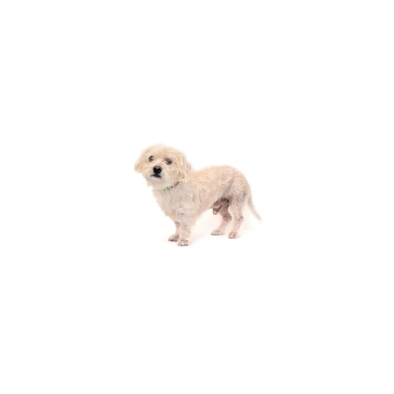 Kiko thumbnail 2