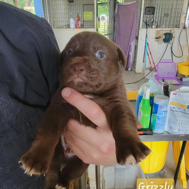 A baby medium-sized male Brown / Chocolate Mixed Breed dog named Grizzly for adoption in Leander, TX