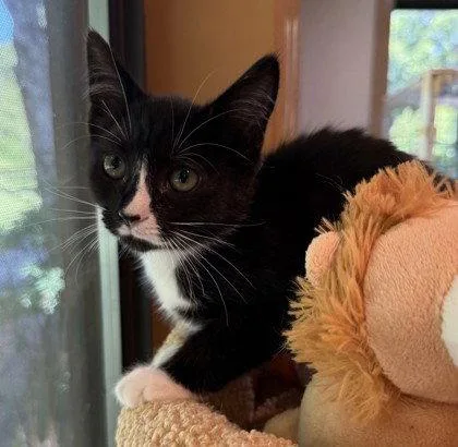 A young small-sized female Black & White / Tuxedo Domestic Short Hair cat named Chirp for adoption in Midland, VA