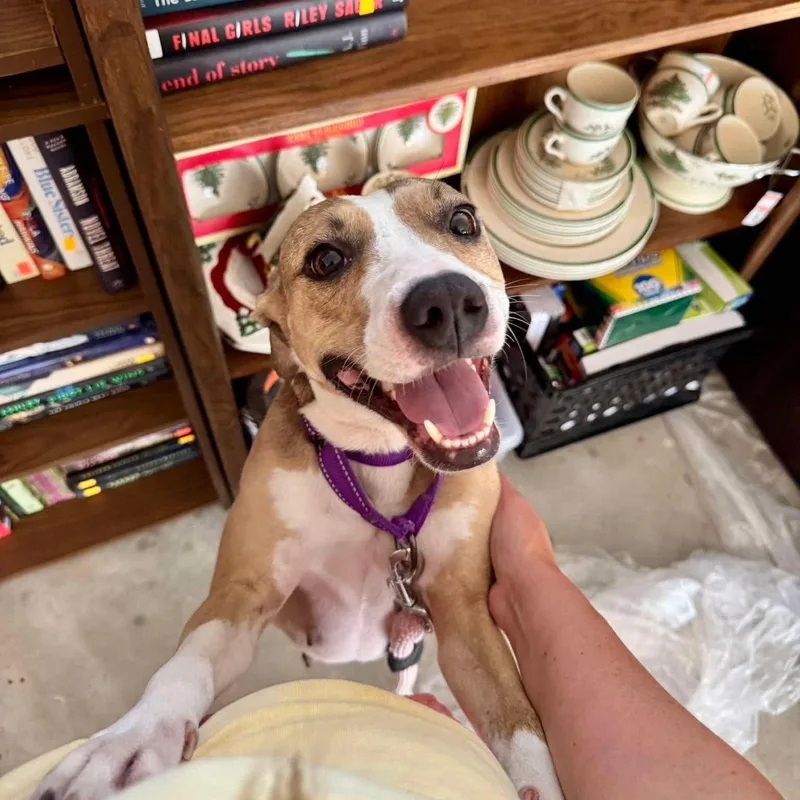 A young medium-sized female Staffordshire Bull Terrier dog named Franny for adoption in Yonkers, NY