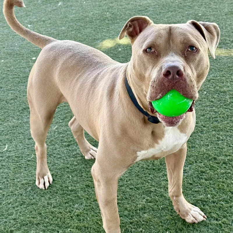 Sevenloving Loyal And