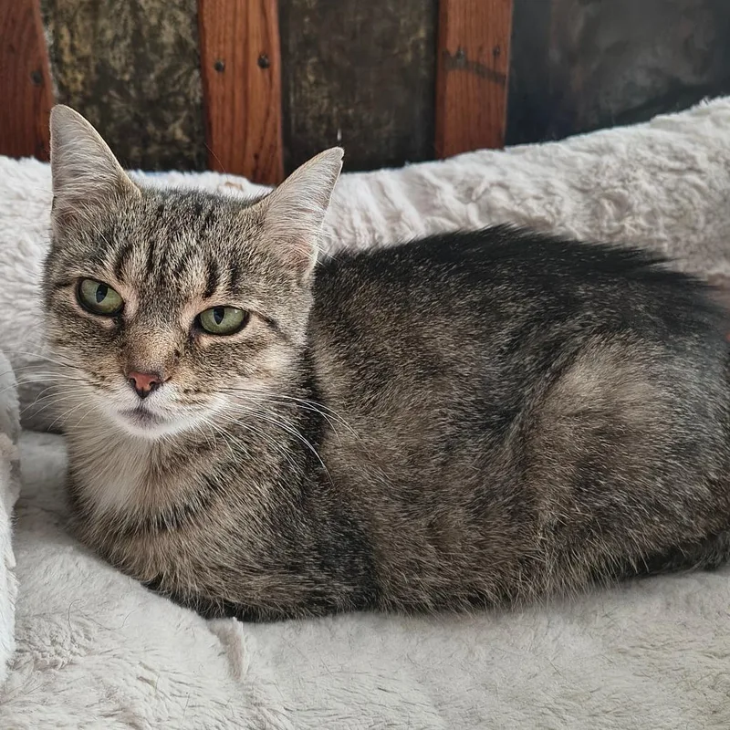An adult medium-sized female Brown / Chocolate Domestic Short Hair cat named Jasmine for adoption in Traverse City, MI