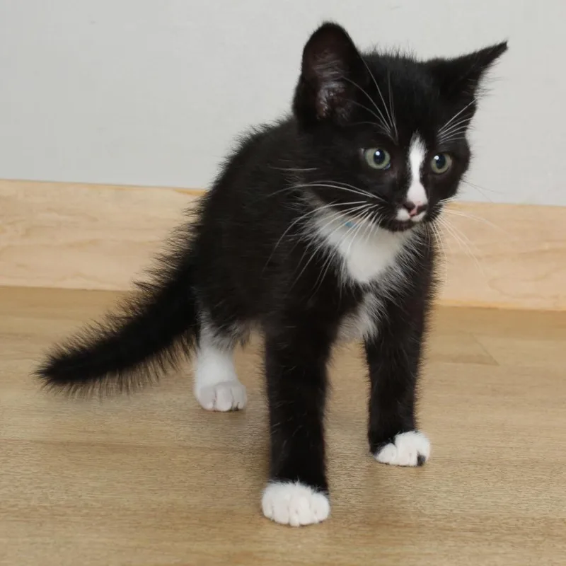 A baby small-sized male Black Domestic Short Hair cat named Chad C for adoption in Minnetonka, MN