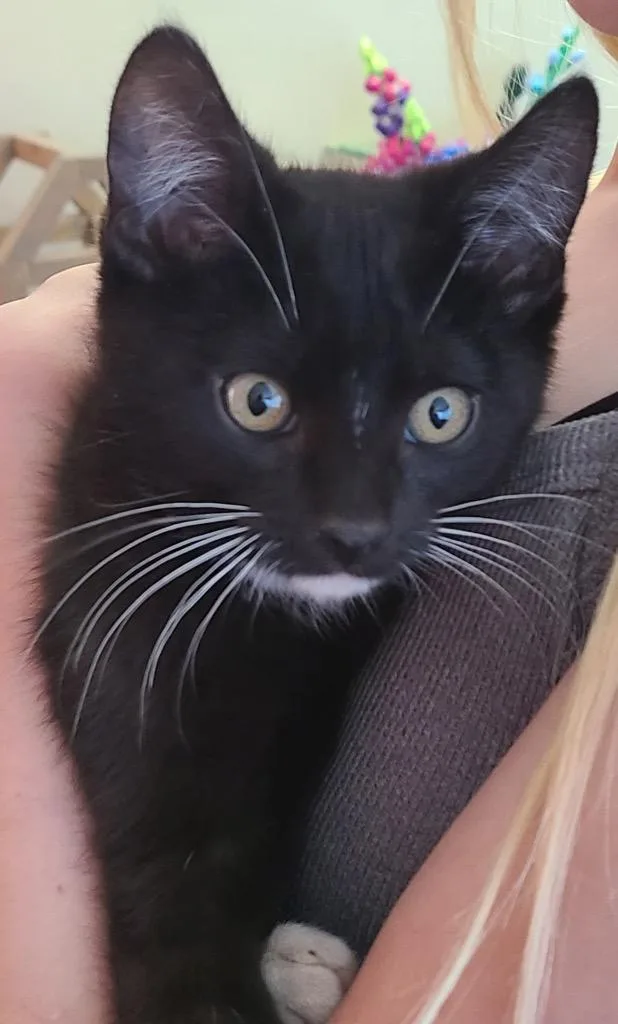 A baby small-sized male Domestic Short Hair cat named Tux for adoption in Ogden, UT