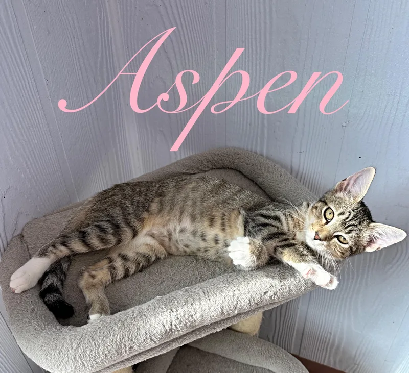 Aspen thumbnail 2