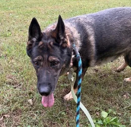 An adult large-sized female Sable German Shepherd Dog dog named Charlette for adoption in Phoenixville, PA