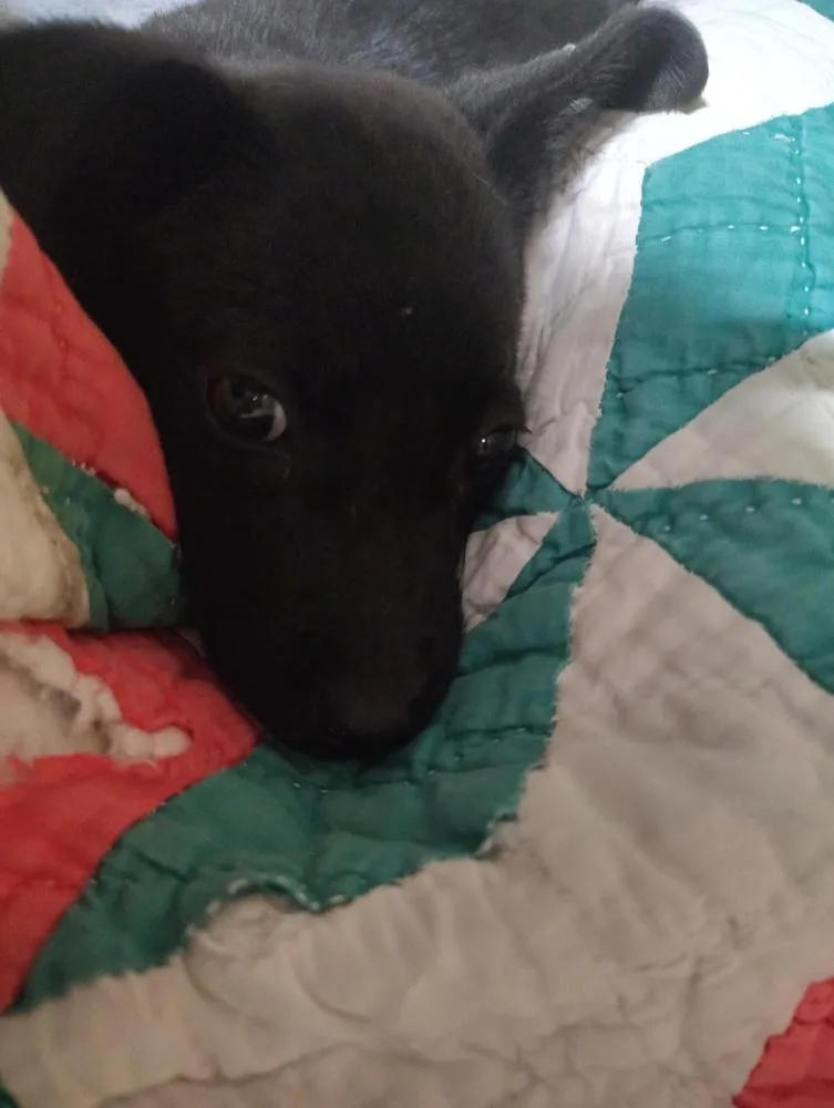 A baby small-sized female Black Labrador Retriever dog named Minnie March for adoption in Boston, MA