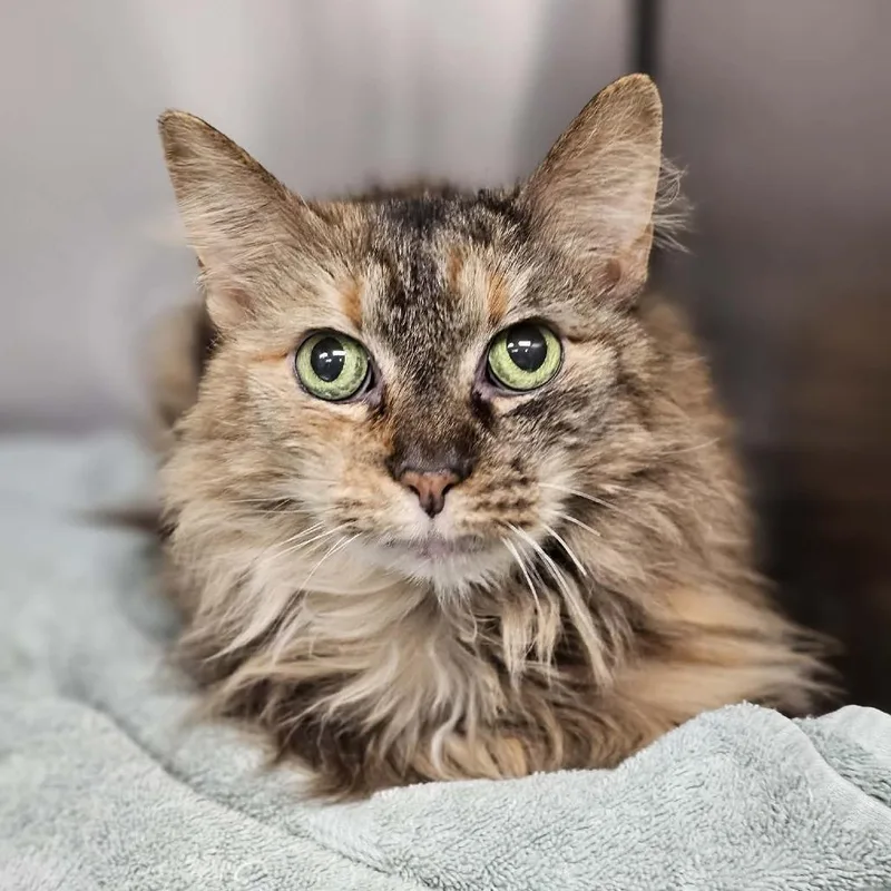 A senior medium-sized female Tortoiseshell Domestic Short Hair cat named Lizzy for adoption in Martinsville, VA